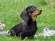 Dachsund