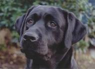 Labrador