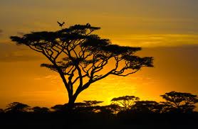 African Sunset